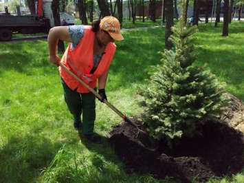 В Днепровском районе высадили 30 елок и 285 кустов