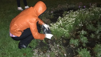 Киевляне массово крадут цветы и деревья