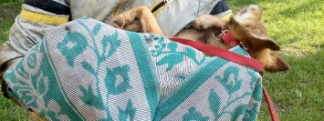 В Кривом Роге спасли собаку, которая просидела месяц в люке теплотрассы
