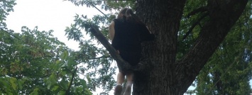 В Кривом Роге спасатели сняли с дерева 9-летнего ребенка
