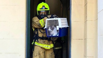 Австралийские пожарные реанимировали умирающего котенка