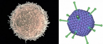 Вирусы «учат» врожденный иммунитет бороться с ними