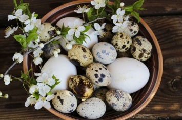 Специалисты рассказали, чем полезны перепелиные яйца для мужчин и женщин