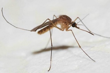 Нет комарам! ТОП-7 проверенных способов, чтобы убрать вредителей