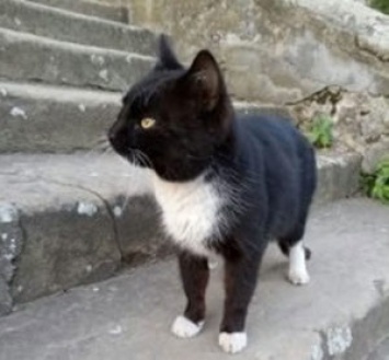 На Западе Украины измученный кот Мурчик прошел 300 километров, чтобы вернуться из Луцка в родное село