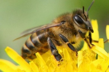 В Одесской области из-за безответственного бизнеса погиб миллион пчел