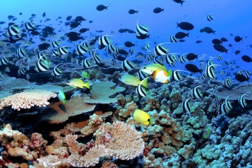 На Гавайских островах обнаружены кораллы, способные пережить глобальное потепление