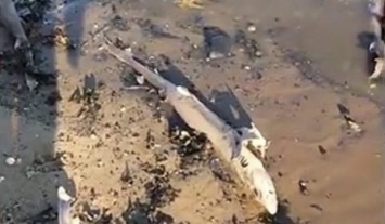 В Британии на пляж вынесло сотню мертвых акул