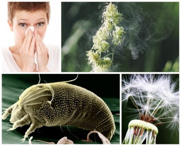 Опасная пыльца: Медики назвали пять способов победить сезонную лихорадку
