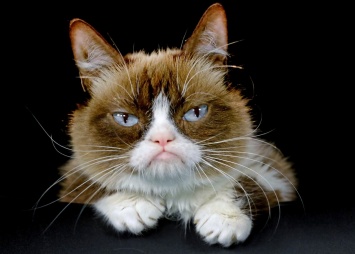 Умерла Грампи Кэт - самая сердитая кошка в интернете