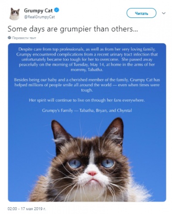 Умерла самая известная кошка интернета - сердитая Grumpy Cat. Мемы в память о ней