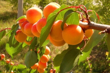 На Днепропетровщине массово заболели абрикосовые деревья
