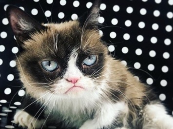Умер молодым: хозяева самого сердитого в мире кота Grumpy Cat сообщили о его смерти