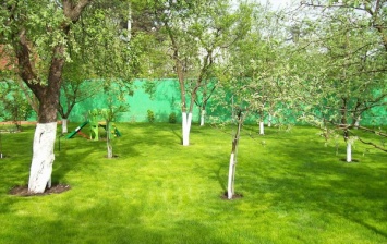 "Чтобы не ссорились": в Украине запретят сажать деревья вблизи соседских заборов