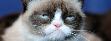 Отставка Турчинова и Климкина, смерть знаменитой мем-кошки Grumpy Cat и авиакатастрофа в Дубае: ТОП новостей дня