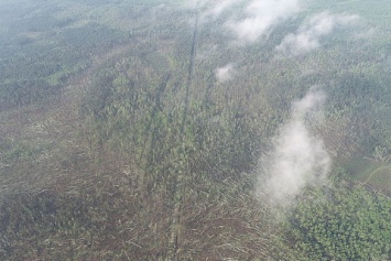 В Житомирской области смерч за считаные минуты "снес" 100 га леса