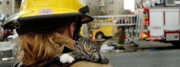 В Днепре спасатели сняли котенка с подоконника 7-го этажа