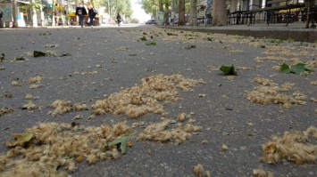 «Борьба с платаном»: николаевцы просят власти города проводить влажную уборку улиц