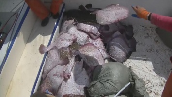 Пограничники изъяли в Крыму порядка 260 экземпляров камбалы-калкан весом более 900 килограммов