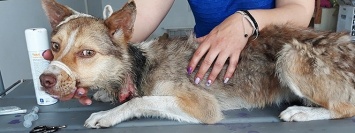 В Никополе волонтеры спасли собаку с узким ошейником-удавкой