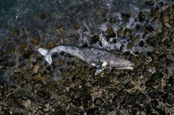 В США на Западное побережье выбросило 53 кита