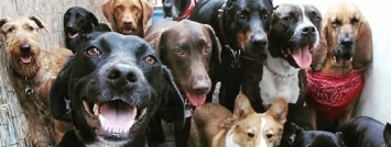 В Кривом Роге волонтеры провели подсчет уличных собак