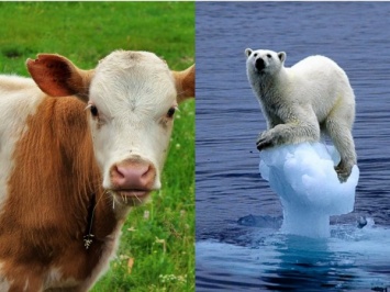 Коровья отрыжка поможет победить глобальное потепление - ученые