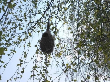 Фотофакт: на Полтавщине заметили необычное гнездо