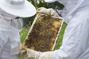 На Одесщине погибли миллионы пчел из-за токсичного препарата, которым обрабатывали поля