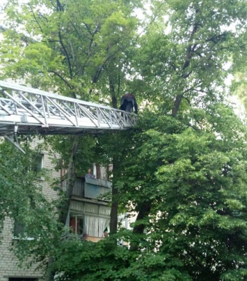В Новомосковске четыре спасателя снимали кота с 12-метрового дерева