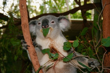 Зоозащитники заявили о функциональном вымирании коал