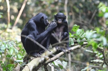 Самки карликовых шимпанзе выступают в роли "свах" для своих сыновей