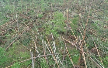 Ураган в Житомирской области привел к чрезвычайной ситуации
