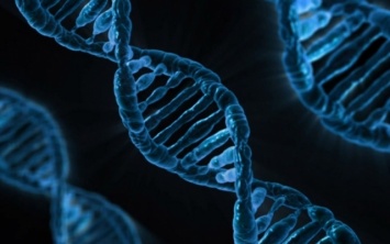 Ученые вырастили организм с полностью измененным ДНК