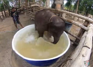 Какой должна быть ванна для слоненка? (ВИДЕО)