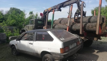 В Запорожской области незаконно вырубили лес: появились подробности
