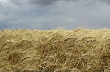 Продажа зерна - основа сельскохозяйственной деятельности Украины