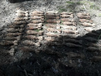 Отголоски войны: в лесу под Харьковом нашли и подорвали 101 мину