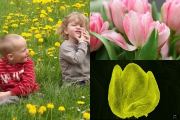 Пыльца вызывает не только аллергию, но и повышенное давление - ученые