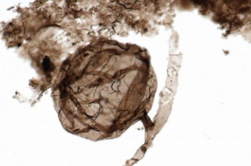 Ученые обнаружили грибы возрастом миллиард лет