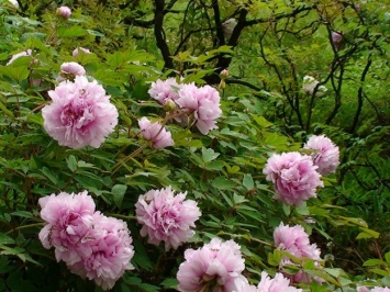 В Одесском ботсаду цветут редкие пионы: смотри, как красиво