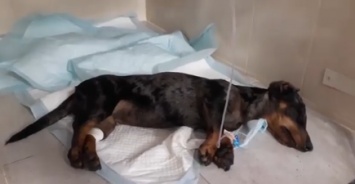В клинику Днепра поступили две породистые собаки с отравлением