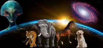 Ноев ковчег инопланетян: Пришельцы уменьшают земных животных перед отправкой на другие планеты