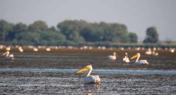 Эколог рассказал, почему пеликанам нравиться жить в лимане в Одесской области, - ФОТО