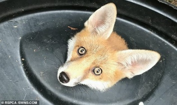 В Лондоне крышка мусорного ведра «взяла в плен» молодую лисицу (ФОТО)