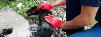 В Никополе бойцы ГСЧС спасали собаку из ловушки