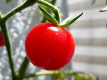 Ученые сделают помидоры вкусными