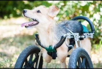 В Днепре новая услуга - собачку-инвалида доставят детям с ограниченными возможностями для игр