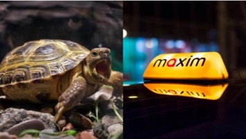Медленнее только на черепахе: Такси «Максим» может растерять клиентов из-за долгой подачи