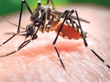 5 типов людей, которые сильнее привлекают комаров